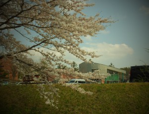 緑の村の桜並木　ほぼ満開！