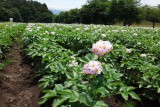 町営磐梯山牧場