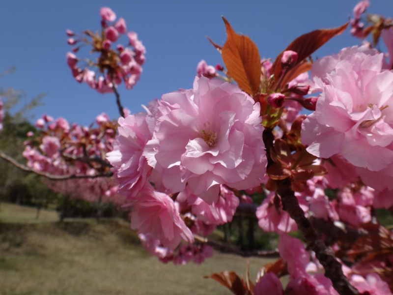 130517昭和の森八重桜