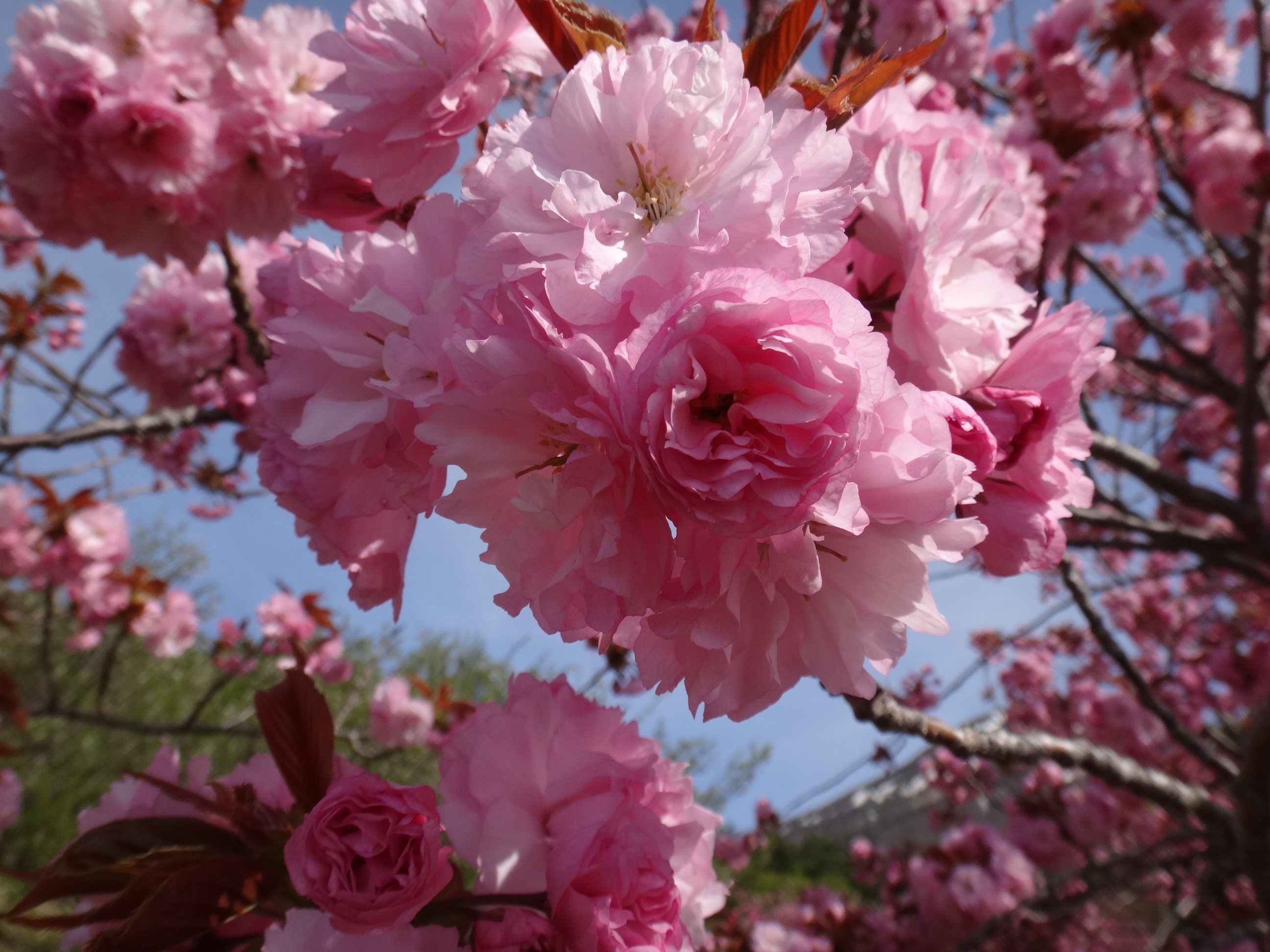 昭和の森 八重桜 見頃となりました イナワシロ 緑の村 一般財団法人猪苗代町振興公社