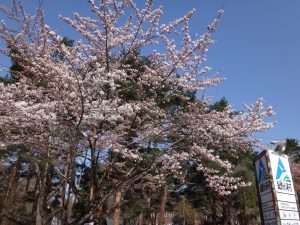 170430緑の村（ソメイヨシノ・五分咲き）