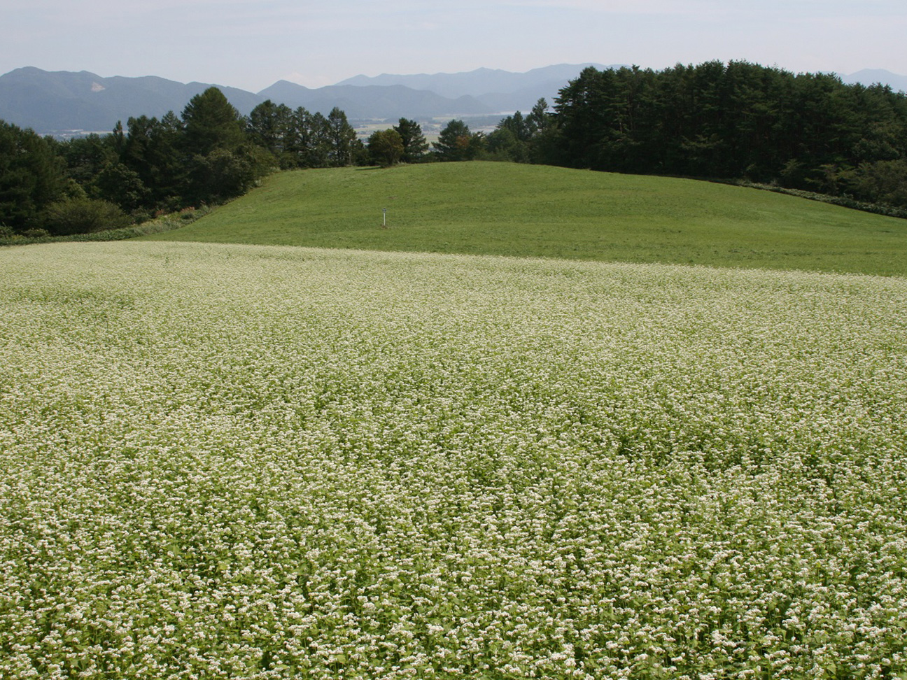 蕎麦畑と蕎麦の花 イナワシロ 緑の村 一般財団法人猪苗代町振興公社